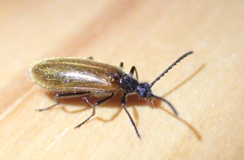 Lagria hirta